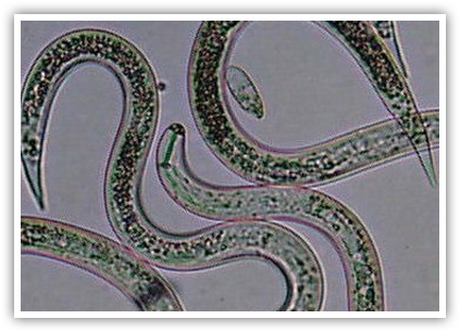 WeedPro® Lawn Care - Beneficial Nematodes